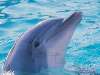 delfin Nézve:153 Küldve:0