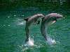 delfin Nézve:144 Küldve:2