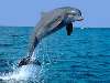delfin Nézve:297 Küldve:0