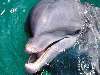 delfin Nézve:216 Küldve:0