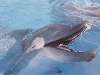 delfin Nézve:173 Küldve:0