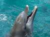 delfin Nézve:154 Küldve:0