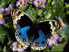 kék, fekete lepke lila virágokon Nézve:351 Küldve:1