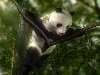 panda egy faágon Nézve:149 Küldve:0