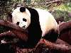 panda egy faágot ölelve Nézve:237 Küldve:1