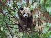 panda a fán Nézve:201 Küldve:0