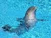 delfin Nézve:152 Küldve:2
