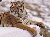 tigris Nézve:155 Küldve:0