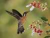 kolibri Nézve:167 Küldve:1