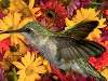 kolibri piros, sárga, rózsaszín virágok közt Nézve:247 Küldve:13