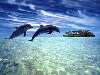 Delfin Nézve:191 Küldve:3