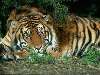 egy tigris a fa alatt lefeküdve Nézve:252 Küldve:6