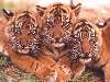 három tigriskölyök összebújva Nézve:254 Küldve:7