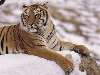 tigris a hóban feküdve Nézve:310 Küldve:463