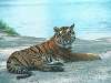 tigris a vízparton fekszik Nézve:266 Küldve:0