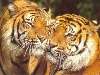 két tigris az arcukat összeérintve Nézve:213 Küldve:0