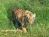 tigris a fűben Nézve:107 Küldve:0
