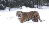 tigris a hóban Nézve:78 Küldve:0