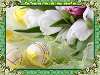 Fehér tulipánok Nézve:2038 Küldve:3
