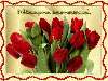 Piros tulipán Nézve:4029 Küldve:465