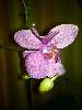 orchidea Nézve:4775 Küldve:50