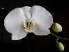 Orchidea Nézve:5314 Küldve:36