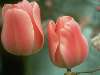 tulipán Nézve:2821 Küldve:18