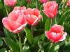 tulipán Nézve:3046 Küldve:10