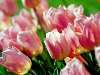 tulipán Nézve:1090 Küldve:12