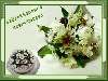 Fehér virágok zöldben születésnapra Nézve:12526 Küldve:61