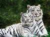 szibériai tigris Nézve:446 Küldve:0