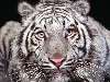 szibériai tigris Nézve:144 Küldve:0
