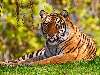 tigris Nézve:107 Küldve:0