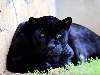 Fekete jaguár Nézve:540 Küldve:7
