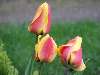 tulipánok.jpg Nézve:463 Küldve:2