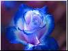 kék rózsa gyönyörű.jpg Nézve:479 Küldve:4