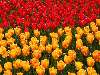 tulipanok Nézve:1218 Küldve:15