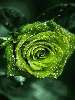 Zöld rózsa Nézve:2396 Küldve:22