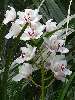 Fehér orchidea Nézve:2623 Küldve:37