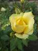 Sárga rózsa Nézve:1483 Küldve:23